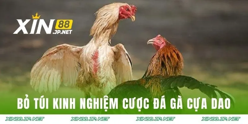 Bỏ túi kinh nghiệm cược đá gà cựa dao hiệu quả