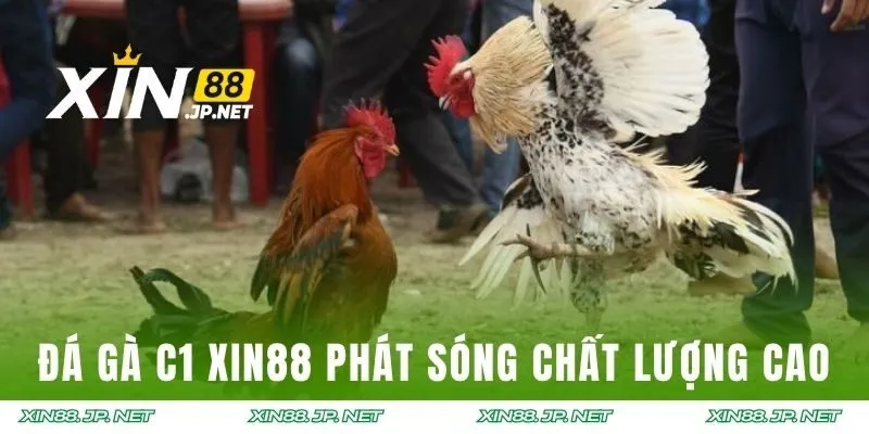 Đá gà C1 XIN88 phát sóng chất lượng cao